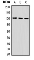 GLUR1 Antibody