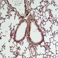 Anti-GSK3 beta Antibody