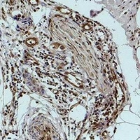 Anti-Histone H1 (Phospho-S2) Antibody
