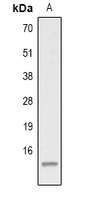 Histone H2A (Acetyl-K15) Antibody