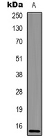 Histone H2A.X (Phospho-S139) Antibody
