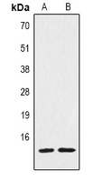 Histone H2A.X Rabbit Polyclonal Antibody