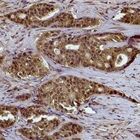 Anti-Histone H2A.Z (Acetyl-K4) Antibody