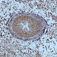 Histone H2A.Z Rabbit Polyclonal Antibody