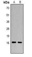Histone H3 (Citruline-R2+R8+R17) Antibody