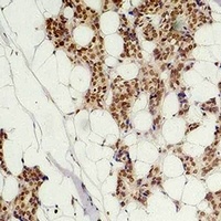 Histone H3 (Citruline-R2+R8+R17) Antibody