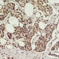 Histone H3 (Citruline-R26) Antibody