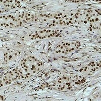 Histone H3 antibody