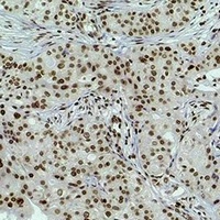 Histone H3 (DiMethyl K4) antibody