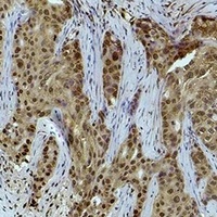 Histone H3 (TriMethyl K36) antibody