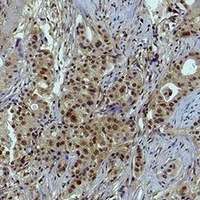 Histone H3 (TriMethyl K79) antibody