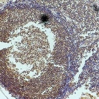 Histone H3 Antibody