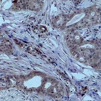 Histone H4 (DiMethyl-K59) Rabbit Polyclonal Antibody