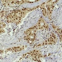Histone H4 (MonoMethyl-R3) Rabbit Polyclonal Antibody