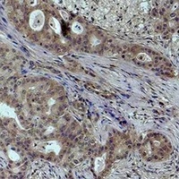 Histone H4 (TriMethyl-K59) Rabbit Polyclonal Antibody