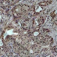 Histone H4 (TriMethyl-K79) Rabbit Polyclonal Antibody