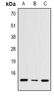 Histone H4 Rabbit Polyclonal Antibody