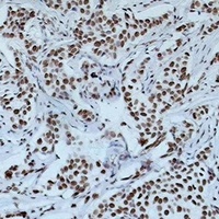 Histone H4 Rabbit Polyclonal Antibody