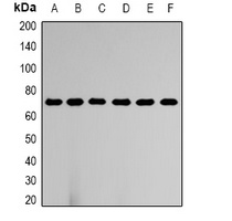 HSC70 Rabbit Polyclonal Antibody