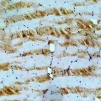 Anti-IGFN1 Antibody