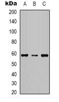 KCNK10 Rabbit Polyclonal Antibody