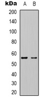 Kv1.1 Antibody
