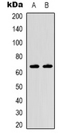 Kv1.3 Rabbit Polyclonal Antibody