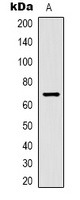 Kv1.5 Rabbit Polyclonal Antibody