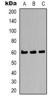 Kv10.2 Antibody