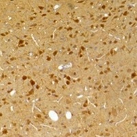 Anti-Kv10.2 Antibody