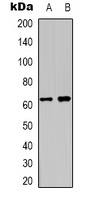 Kv8.2 Rabbit Polyclonal Antibody