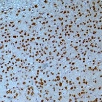 Kv8.2 antibody