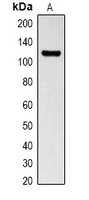 LexA DNA Binding Region Antibody