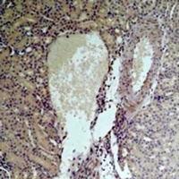 Anti-NRF2 Antibody