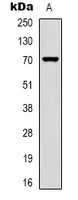 PGHS-1 Rabbit Polyclonal Antibody