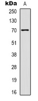 PGHS-2 Rabbit Polyclonal Antibody