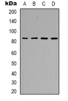 PI3K p85 alpha Rabbit Polyclonal Antibody