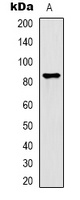 PI3K p85 beta Rabbit Polyclonal Antibody