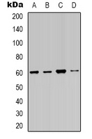 SMAD2 Rabbit Polyclonal Antibody