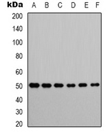 SMAD3 Rabbit Polyclonal Antibody