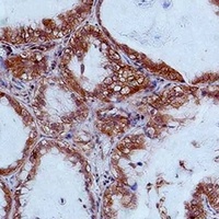 Anti-STAT2 Antibody