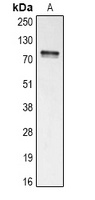 STAT3 Rabbit Polyclonal Antibody