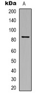 STAT4 Rabbit Polyclonal Antibody