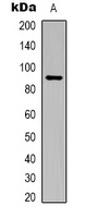 STAT5A Rabbit Polyclonal Antibody