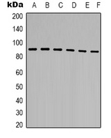 STAT5B Rabbit Polyclonal Antibody