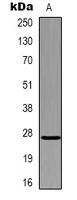 Swiprosin-2 Rabbit Polyclonal Antibody