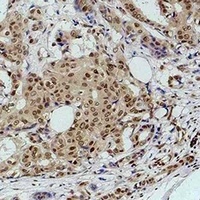 Anti-TGF beta 1 Antibody
