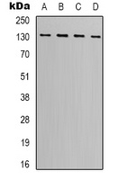 Vinculin Antibody