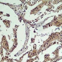 Vinculin antibody