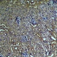 ZNF499 antibody